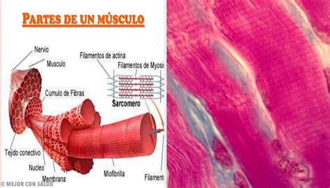 Echt Sanft Agent Partes Del Musculo Esqueletico Hose Maische Reim