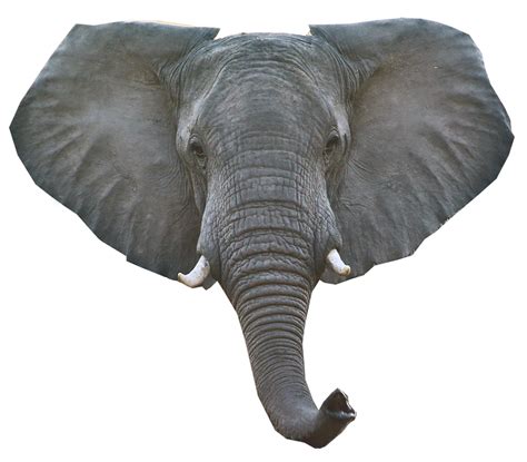 Elephant Png Elephant Animal African Photos Free Transparent Png Logos