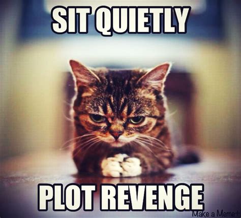 Sit Quietly And Plot Revenge Cute Revenge Cat Funny Animal Quotes
