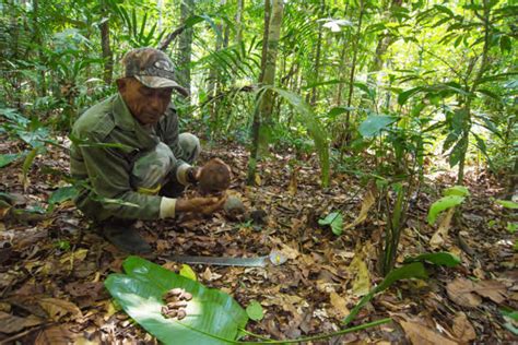 They are native to certain regions of the amazon and can reach a height of 160 feet (49 m.) by up to 6 feet (1.8 m.) across and can live for 500 years or longer. 13: Colleting ingi noto (Bertholletia excelsa nuts) in two ...