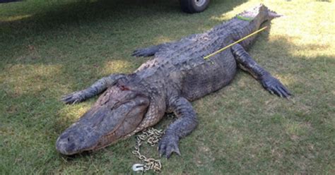 Record Setting Alligator Caught In Mississippi Cbs News
