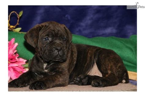 Cane Corso Mastiff puppy for sale near Lancaster, Pennsylvania. | 3287e04a-ccb1