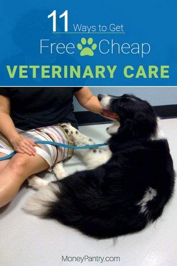 If you qualify for medicaid then you can get free or low cost dental care from dentists who accept medicaid. 11 Ways to Get Free or Cheap Vet Care Near Me ...