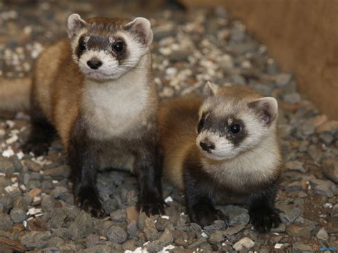 Ferrets Wallpapers | Fun Animals Wiki, Videos, Pictures, Stories