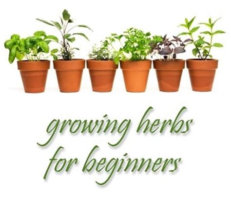 Basic Herb Garden