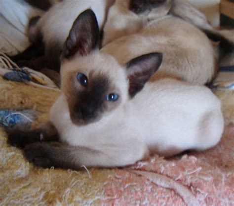 2 Seal Point Siamese Male Kittens Ready Soon For Sale Adoption From