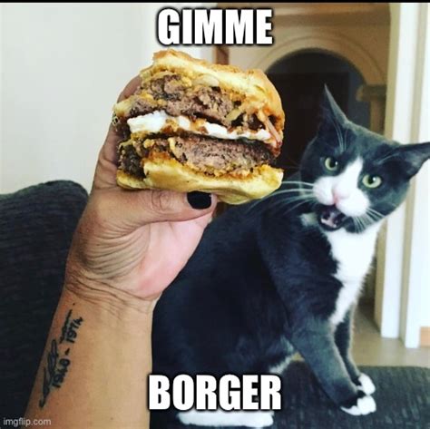 Image Tagged In Angry Cathungry Cati Can Has Cheezburger Catshake