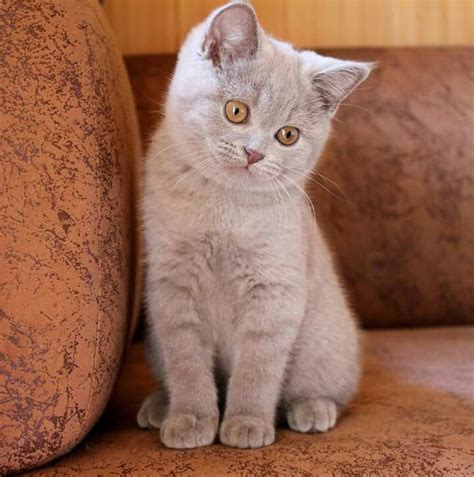 Lilac British Shorthair Kitten Animaux Chat Chaton