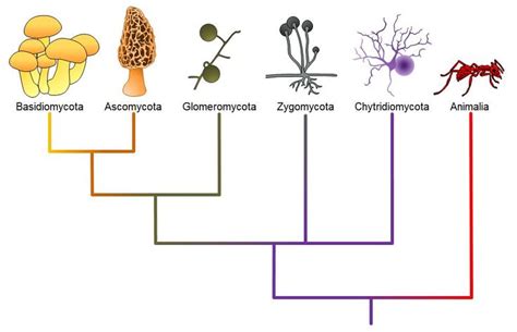 Classifications Of Fungi Openstax Biology 2e In 2024 Fungi Kingdom Fungi Biology