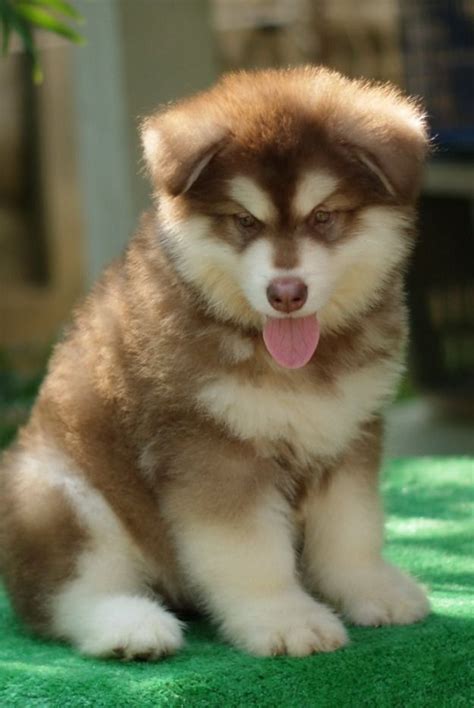 Pin By Kaitlynne Tisdale On Cute In 2020 Malamute Puppies Giant