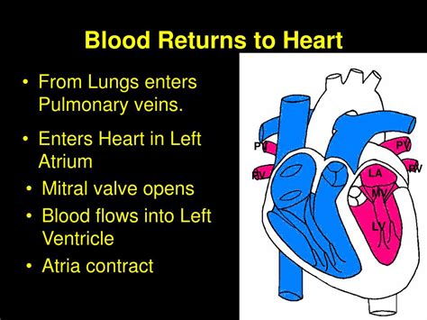 Ppt The Heart Powerpoint Presentation Free Download Id4829867