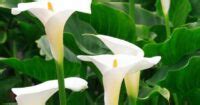 Planting Calla Lilies Outside Step By Step Guide