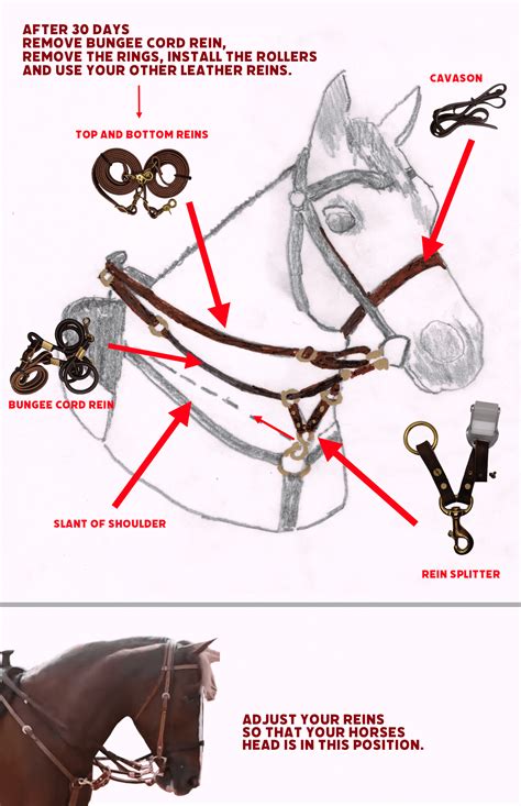 Specialized Reins For Horse Collection Training Your Own Horse
