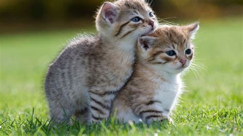 Two Cute Brown White Cat Kittens On Green Grass Hd Kitten Wallpapers