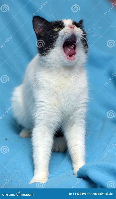 Cat Yawns Stock Image Image Of Roars Yawn Hiss Carnivore 51437893