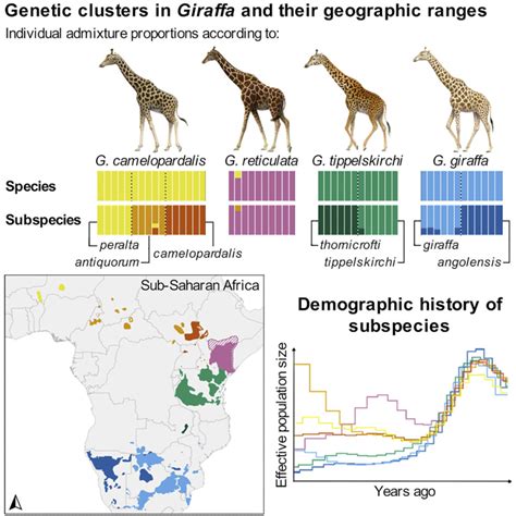 Four Giraffe Species Seven Subspecies New Research Africa Geographic