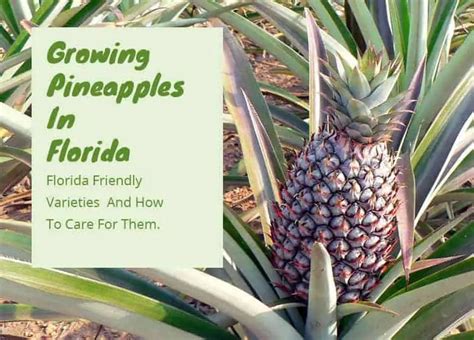 Growing Pineapples In Florida