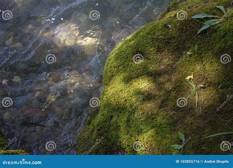 Green Moss On A Rock In Nature Stock Photo Image Of Light Peaceful