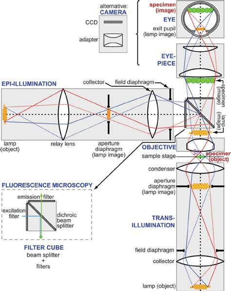 Schematic Of A Wide Field Optical Microscope Including An Illustration