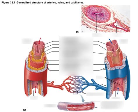 Arteries Veins Capillaries Comparison Hot Sex Picture
