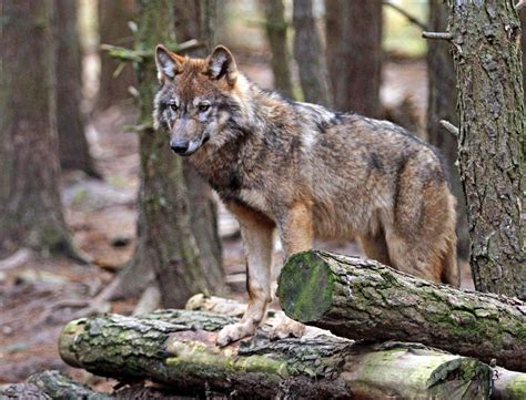 23,263 likes · 7 talking about this. Nature Photography by Dave Roach: (ii) European Grey Wolf (Canis lupus)