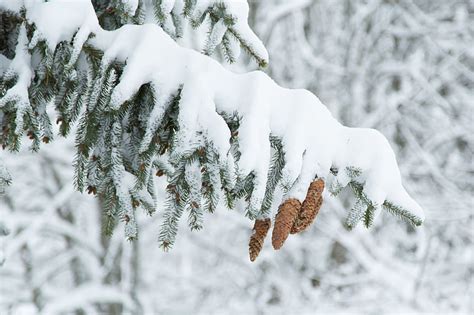 HD Wallpaper Green And Brown Leaves Winter Snow Tree Spruce Bumps