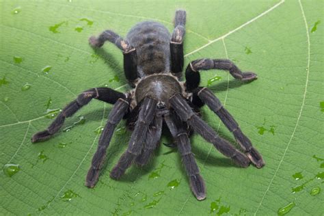 Giant Black Spider Stock Photo Download Image Now Animal Animal