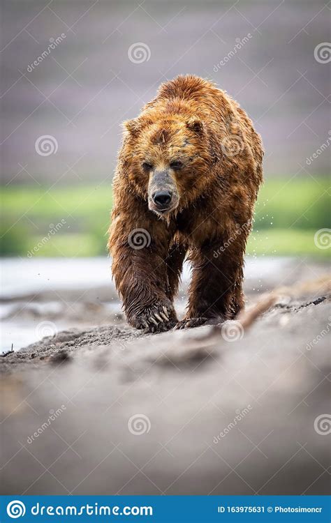 The Brown Bear Ursus Arctos Beringianus Stock Image Image Of Magnificent Picturesque