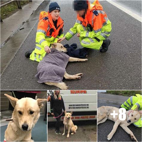 A Dog Hit By A Car Waited For Assistance And Thats How He Found A New