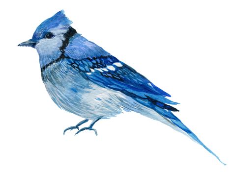 Blue Jay Png Photo Png Mart
