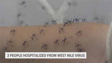 Person Hospitalized With West Nile Virus In Kent County