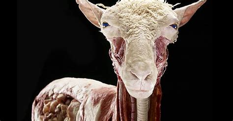 Some Pieces From Body Worlds Animals Inside Out Album On Imgur