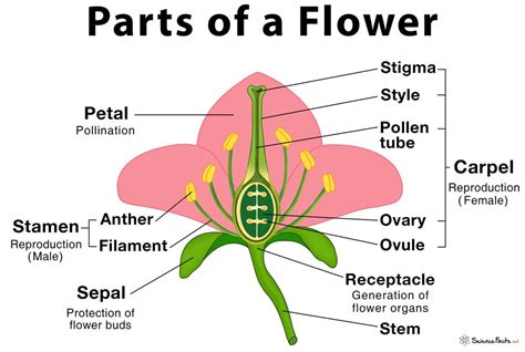 Parts Of A Flower Their Structure And Functions With Diagram Science