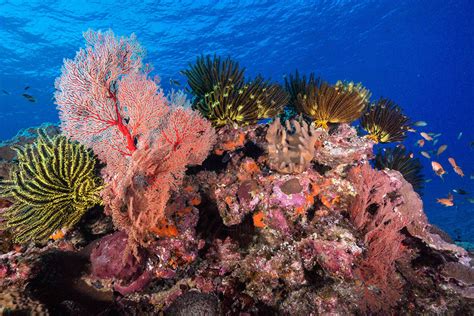 Okinawa Diving Resorts And Liveaboards Diving Japan