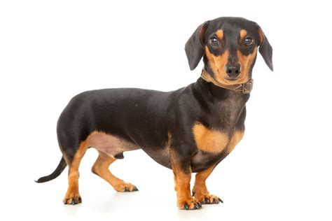 Cute Dachshund Images From Our Studio Chrysalis Photography