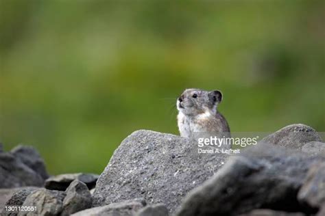 Pika Photos And Premium High Res Pictures Getty Images
