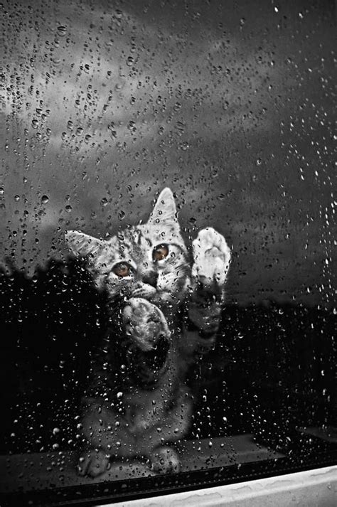 1000 Images About Cats In The Rain On Pinterest Shelters Cute Kitty