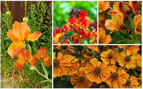 19 Orange Flowering Perennials Garden Lovers Club