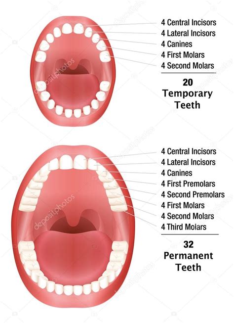 teeth compare temporary permanent stock vector image by ©furian 100014892