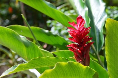 Tropical Rainforest Flowers Pictures Best Flower Site
