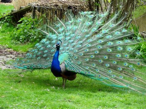 Top 10 Most Beautiful Birds In The World Most Beautiful Birds
