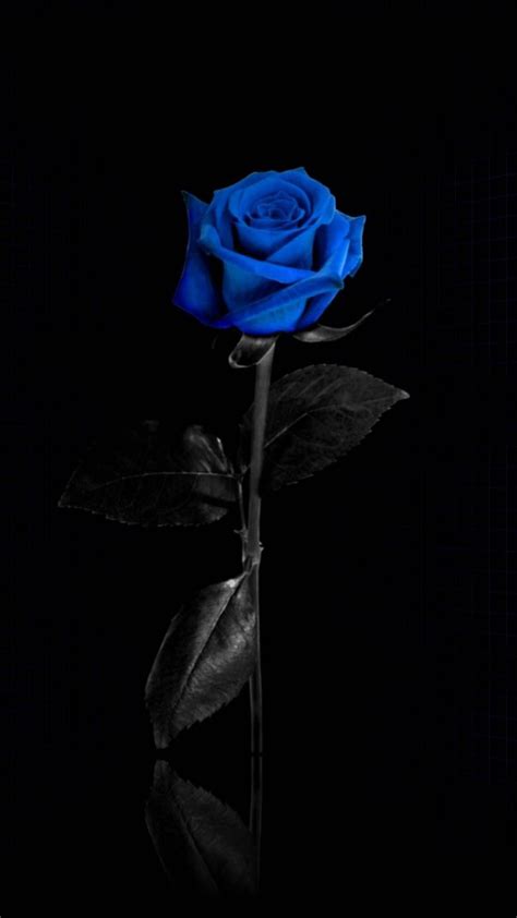 Blue Rose Aesthetic Wallpapers Top Free Blue Rose Aesthetic