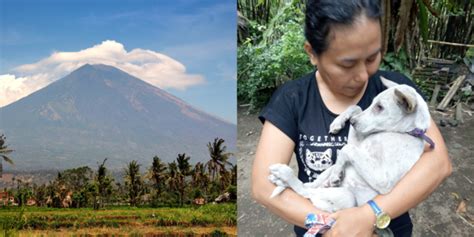 People Are Rescuing Thousands Of Animals Before Bali Volcano Eruption