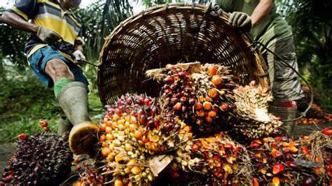 Indonesia Sustainable Palm Oil United Nations Development Programme