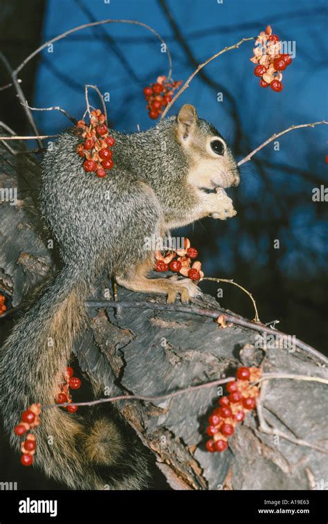 Eastern Fox Squirrel Sciurus Niger Sits In Tree Eating An Acorn