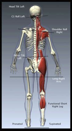 The pectineus muscle is a flat, quadrangular muscle that lies at the top of your inner thigh, often referred to as your groin muscle. 17 Muscles That Cause the MOST Back Pain (and how to get ...