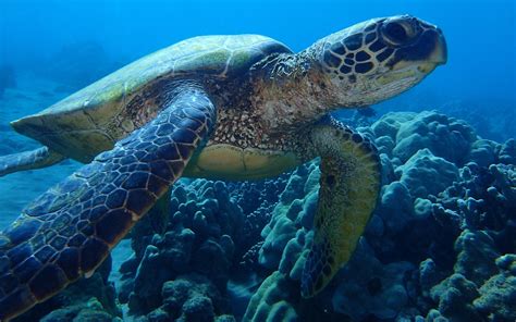 Maui Sea Turtles | Hawaiian Green Sea Turtles AKA Honu
