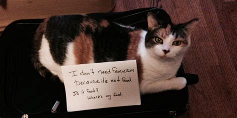 Confused Cats Against Feminism Tumblr Is Just What The Internet Needed Huffpost