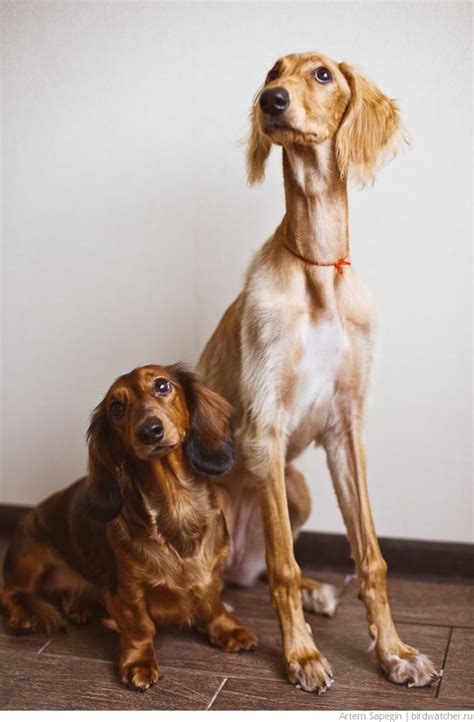 images  saluki  pinterest beautiful dogs dog show  egypt