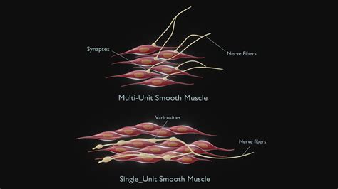 Single Vs Multi Unit Smooth Muscle Buy Royalty Free 3d Model By Nima